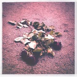 Fallen leaves on ground