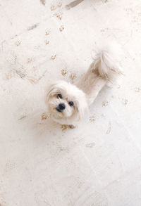 High angle view of small dog on white wall