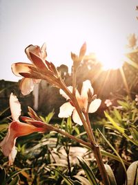 Close-up of flowers against sky during sunset
