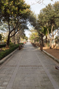 Street amidst trees against sky in city