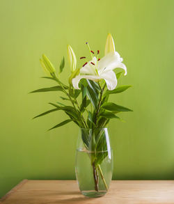 Close-up of lily plants on table