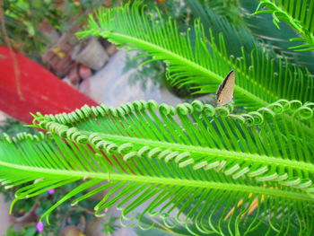 Close-up of fern