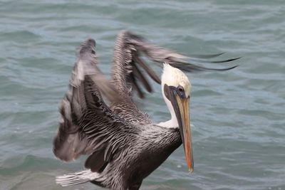 Close-up of pelican in lake