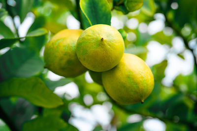 Close-up of fruits on tree