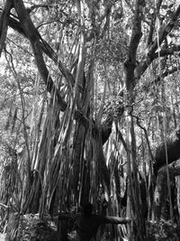 Low angle view of bamboo trees in forest