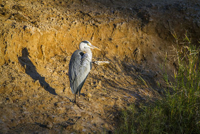 High angle view of gray heron perching on rock