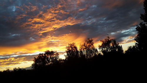 Silhouette of trees at sunset