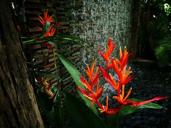 Close-up of red flower plants