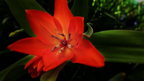 Close-up of red flower