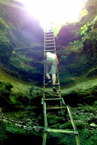 Scenic view of forest