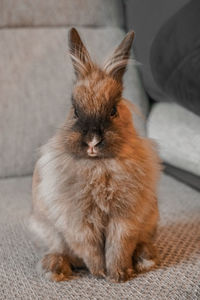 Domestic rabbit sitting on the couch.