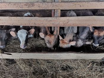 View of an animal pen