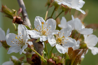 Close up of white cherry blossom in bloom