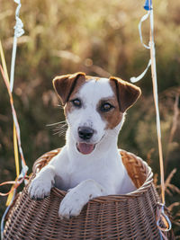 Close-up portrait of a dog