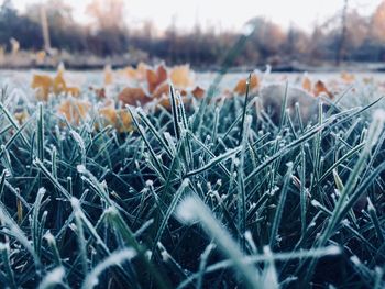 Close-up of grass on field