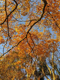 Low angle view of tree against sky during autumn