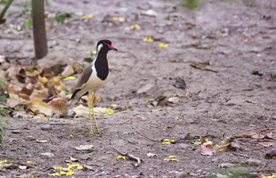 Bird perching on a ground