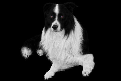 Portrait of dog standing against black background