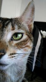 Close-up portrait of cat