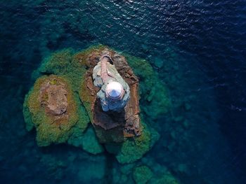 High angle view of turtle in sea