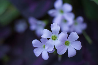 Close-up of purple flowers