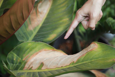 Close-up of hand holding leaves