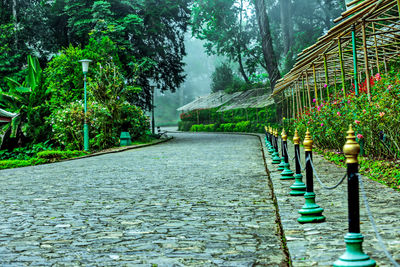 Empty road amidst trees during rainy season