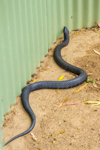 High angle view of lizard on field