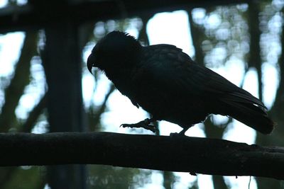 Close-up of bird perching on branch