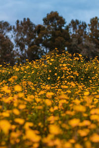 Close-up of yellow flowering plants on field