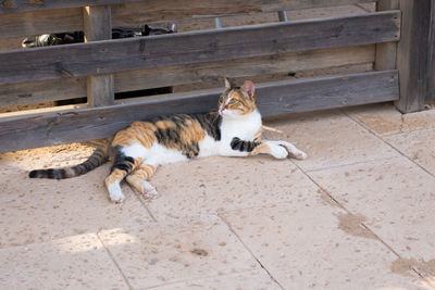 High angle view of cat relaxing on floor