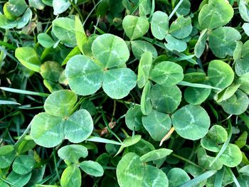 High angle view of green leaves on field