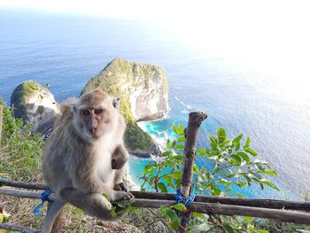Monkey sitting on rock by sea