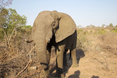 View of elephant on field