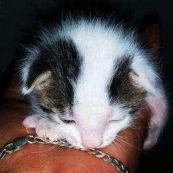 Close-up of hand feeding