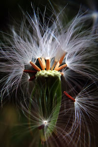 Close-up of dandelion on plant