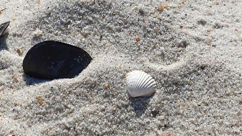 Close-up of seashell on beach