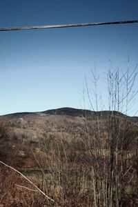 Scenic view of field against clear sky