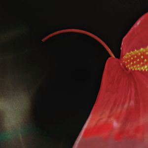 Close-up of red flower against black background