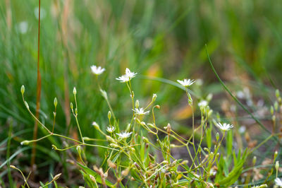 Close-up of white flowering plant on field