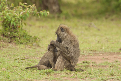 Monkeys sitting on land