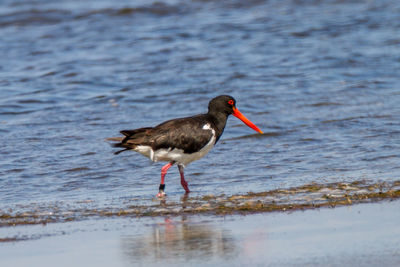 Bird perching on a lake