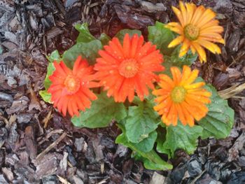 High angle view of orange flowers blooming outdoors