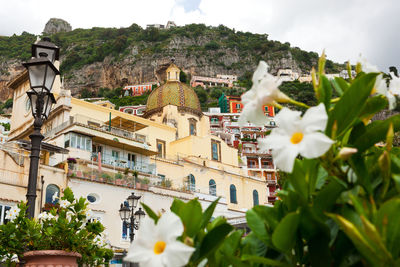 Flowers and buildings against sky