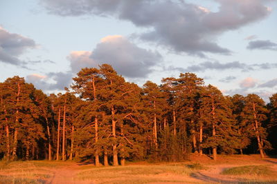 Trees on field against sky during autumn