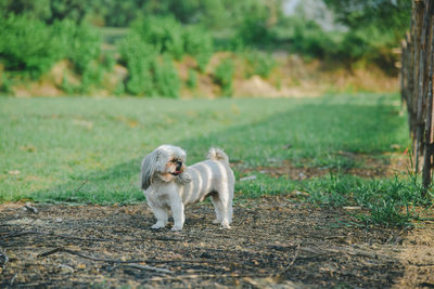 Dog standing on a land