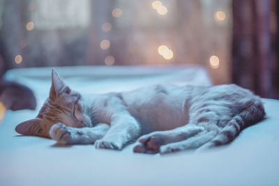 Close-up of cat lying on floor