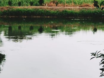 Scenic view of lake in forest