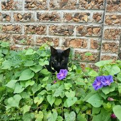 Portrait of a cat