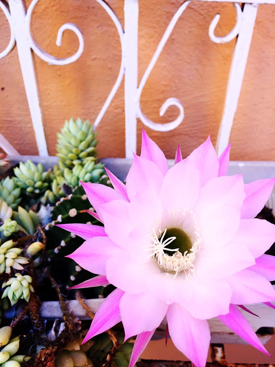 flower, petal, flower head, fragility, indoors, freshness, close-up, high angle view, variation, pollen, decoration, design, pink color, white color, beauty in nature, no people, table, nature, day, purple